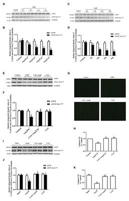 Angiotensin II Decreases Endothelial Nitric Oxide Synthase Phosphorylation via AT1R Nox/ROS/PP2A Pathway